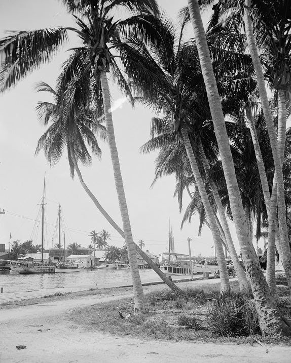 Miami River Docks 1910s Print