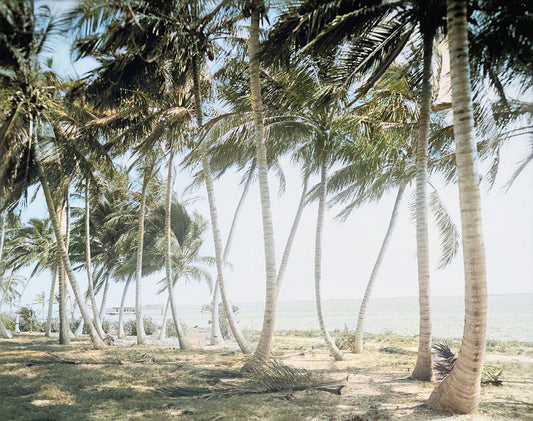 Biscayne Bay 1910 Color Print