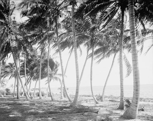 Biscayne Bay 1910 Print