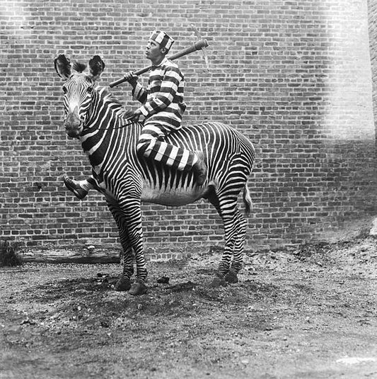 Comic criminal tries to make a prison break on the back of an East African zebra which was stuffed and mounted by Dr. James L. Clark of New York for