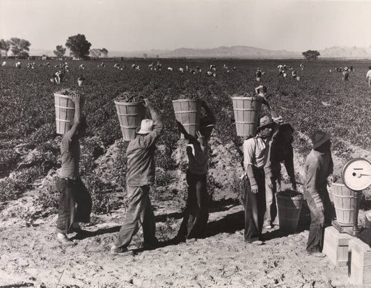 Pea Pickers Line Up on Edge of Field at Weigh Scale near Calipatria Imperial Valley California February printed circa 1972. Artist Dorothea Lange.