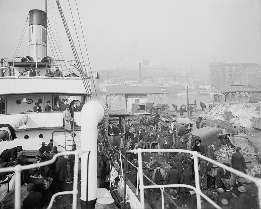 Unloading a Banana Steamer 1905 Print